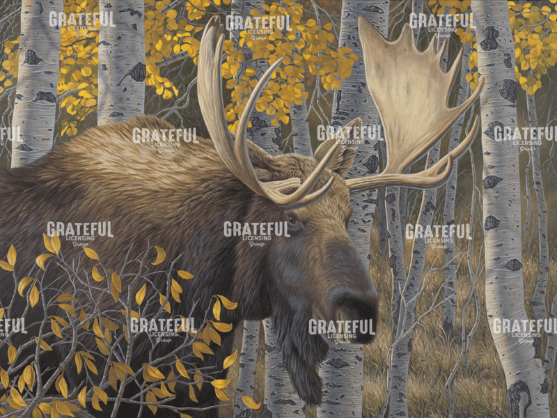 Aspen Grove Moose