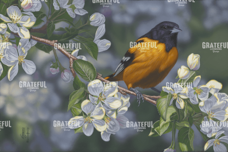 Oriole Apple Blossom