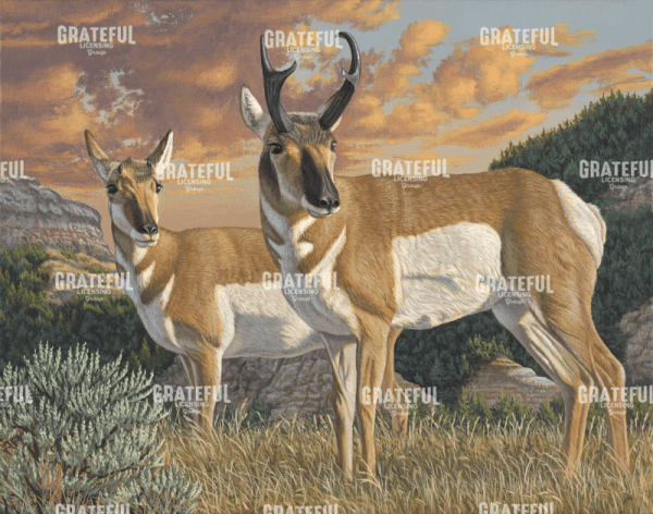 A Walk on the Prairie Pronghorn
