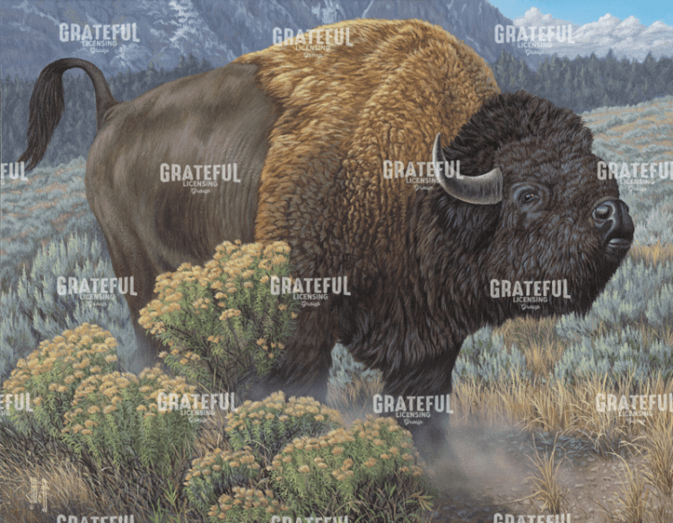 Easy Fella Bison