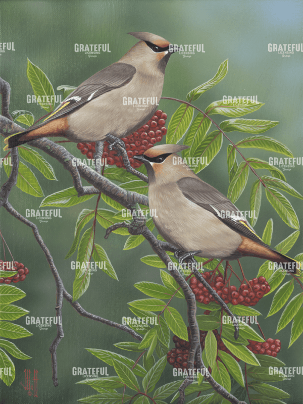 Mountain Ash Waxwing