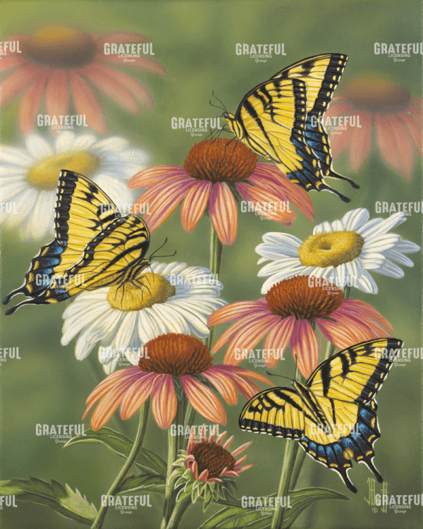 Yellow Tiger Swallowtails