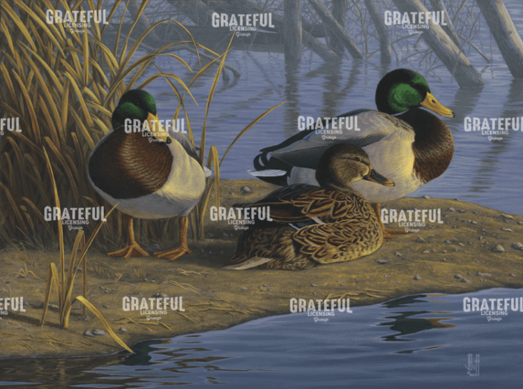 Mallards