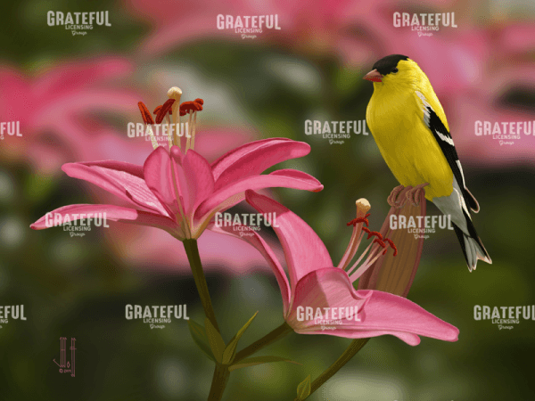 Gold and Pink Lilies