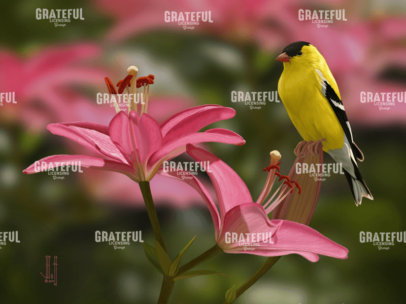 Gold and Pink Lilies