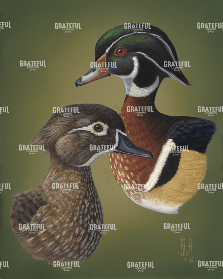 Wood Ducks