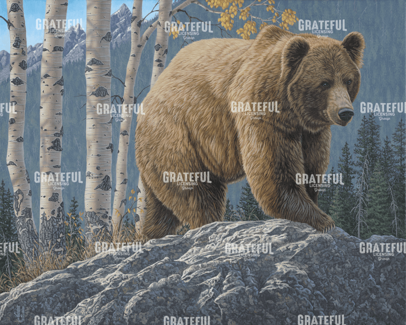 Aspen Mountain Grizzly