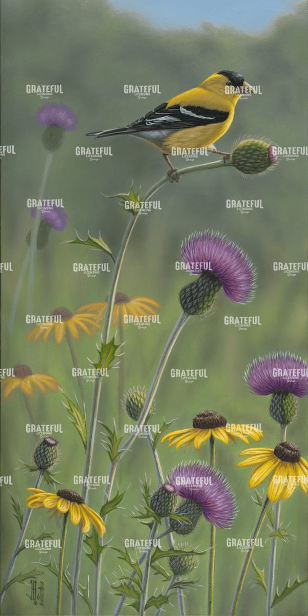 Thistle Gold Goldfinch