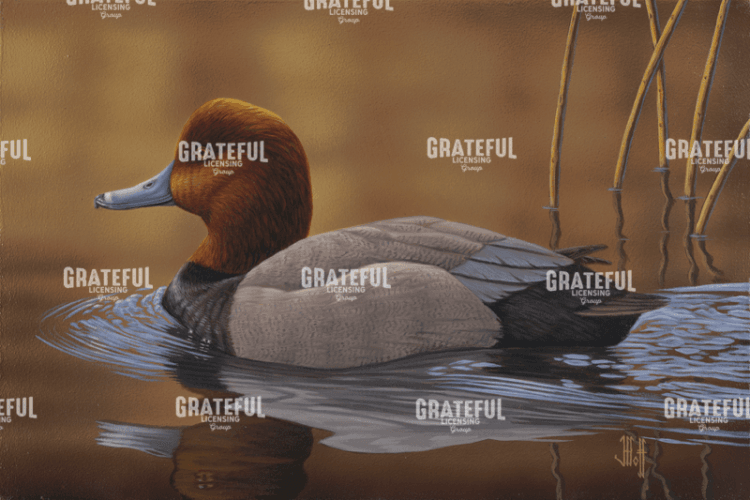 Redhead Duck