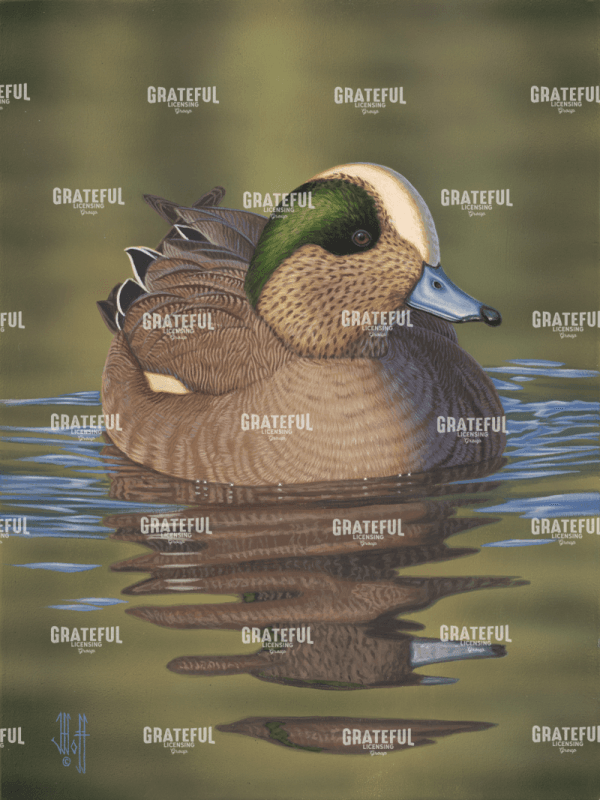 Wigeon