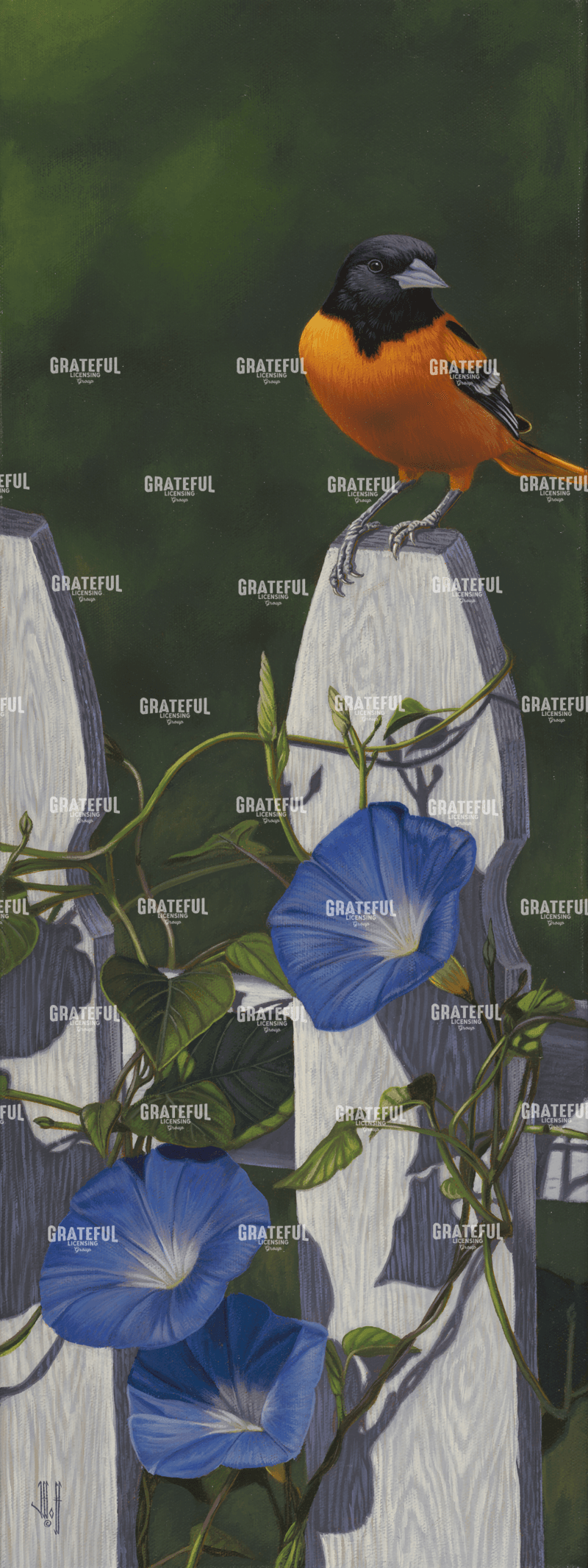 Oriole Morning Glories