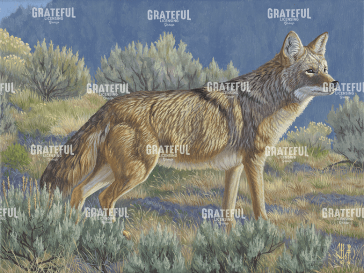 Yellowstone Coyote
