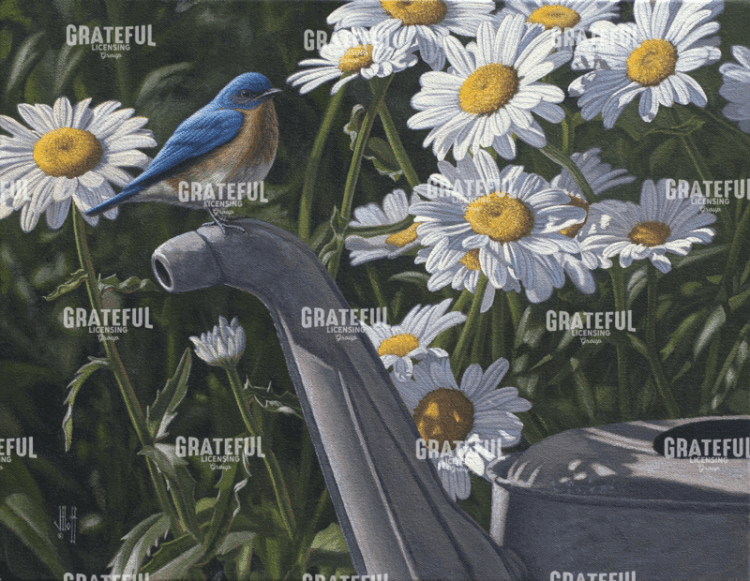 Bluebird Daisies