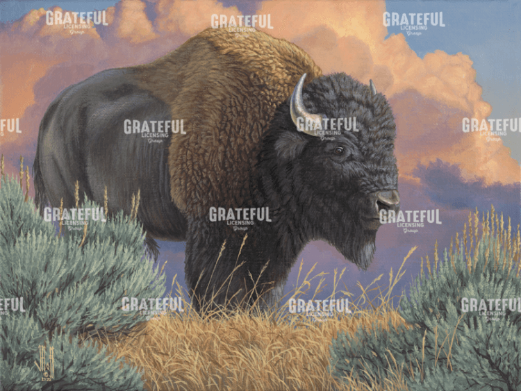 After the Storm Bison