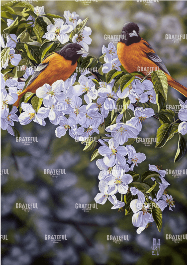 Orioles in the Orchard