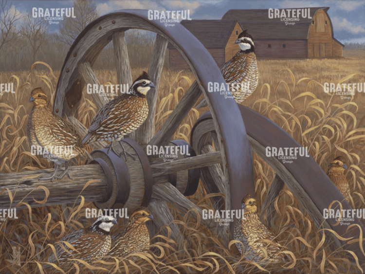 Southern Bobwhites