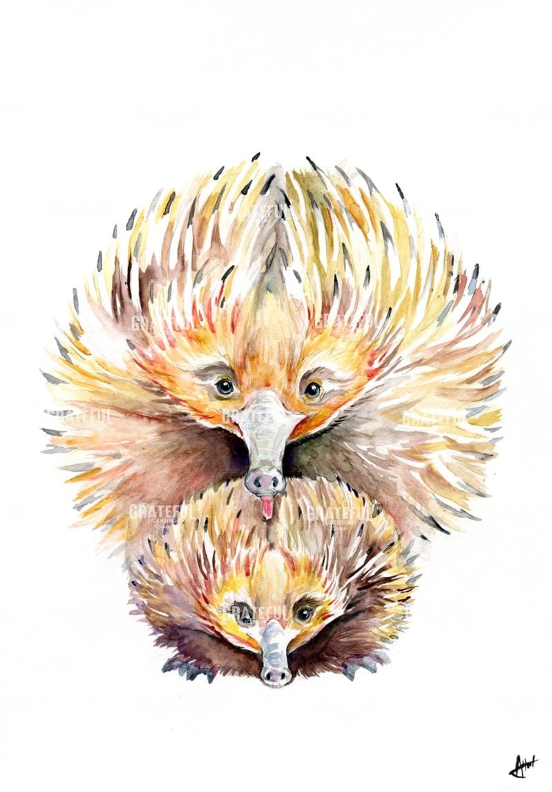 E. Enigmatic Echidnas