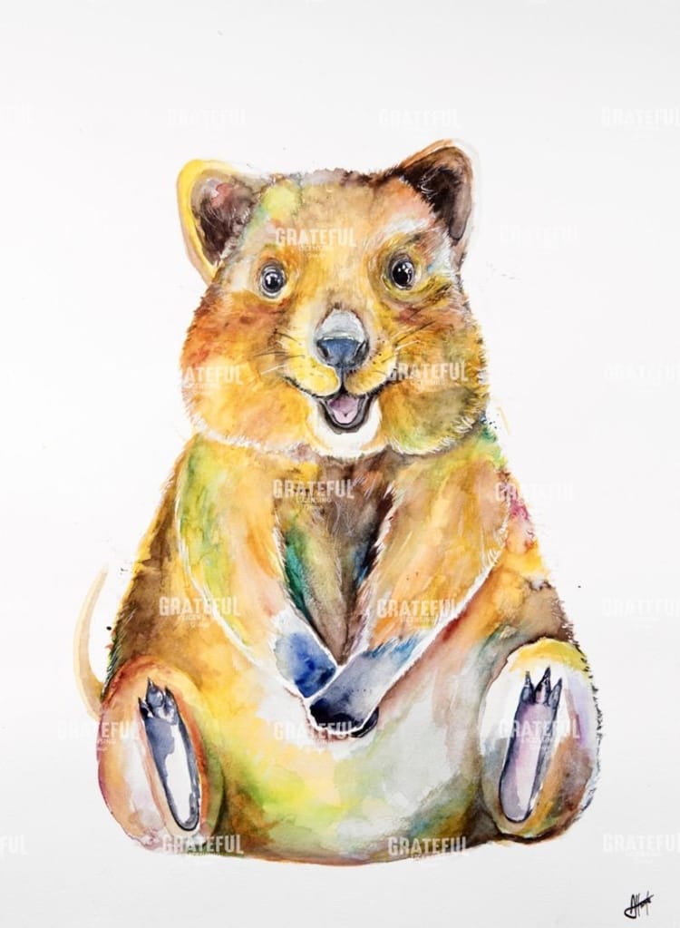 Quokka