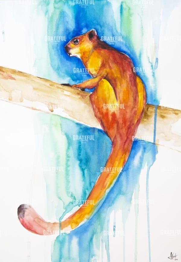 Giant Red Flying Squirrel