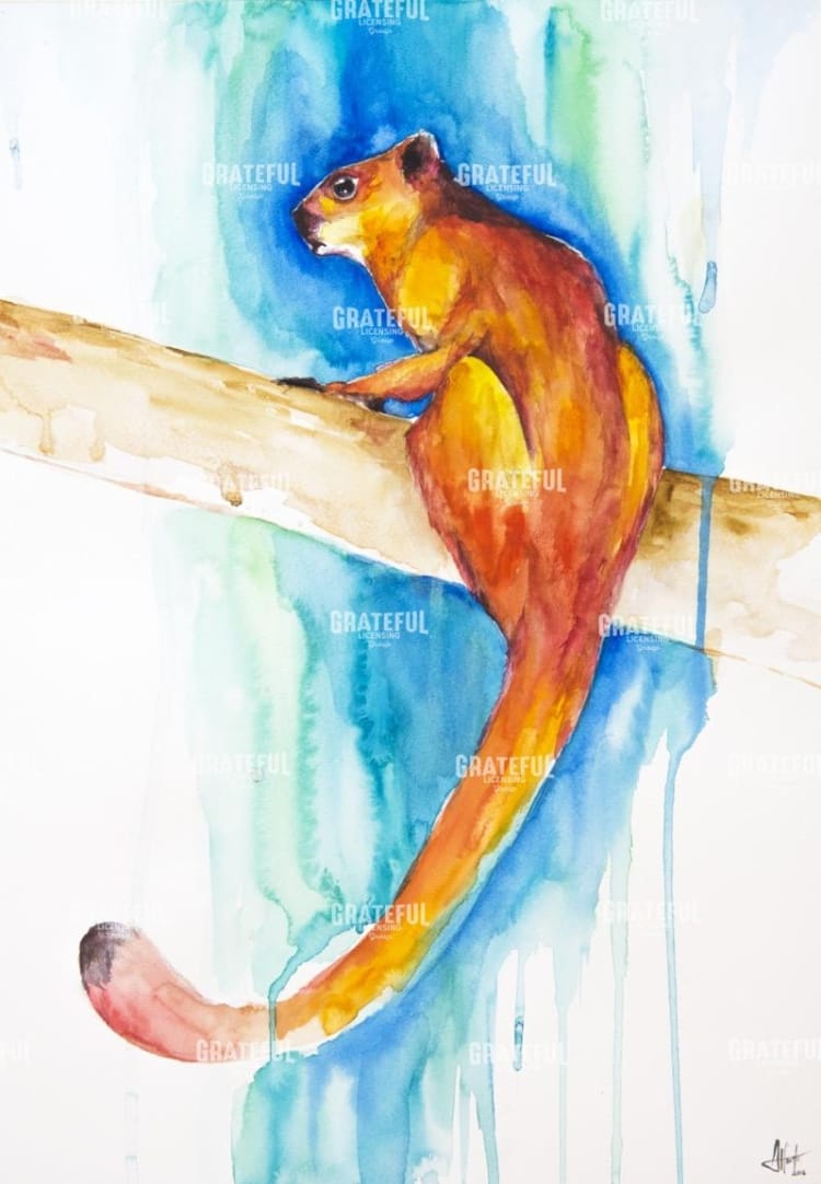 Giant Red Flying Squirrel