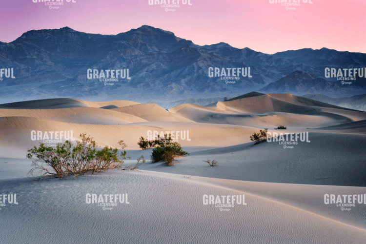 Dawn in the Dunes