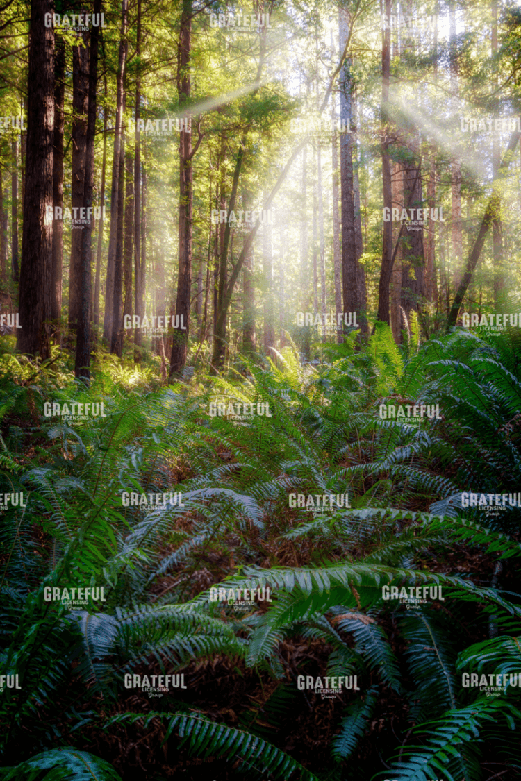 Oregon Redwoods