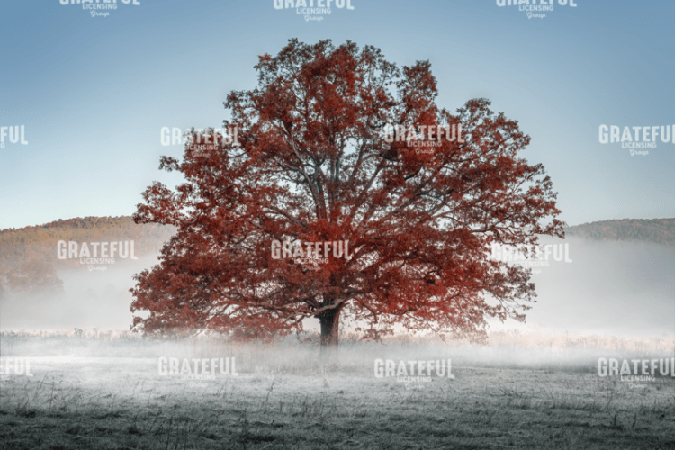 Red Oak in the Mist