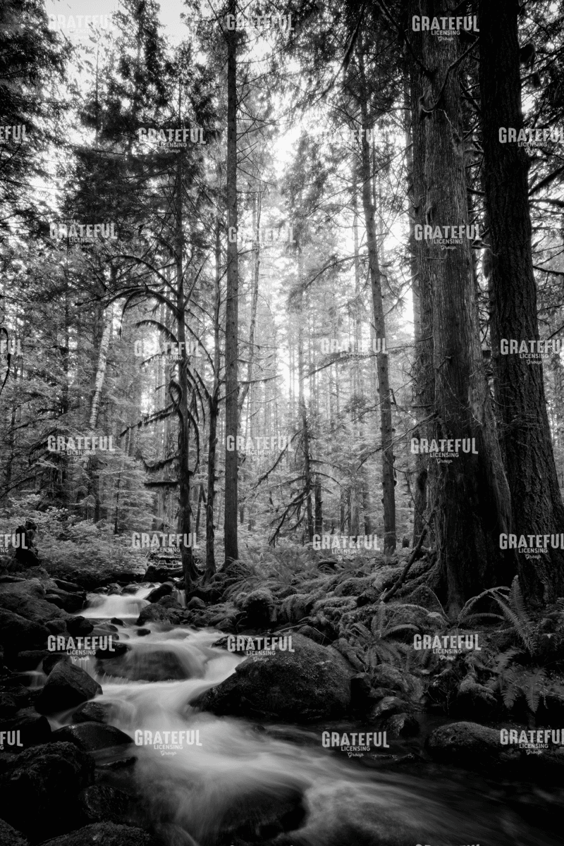 Woodland Cascades B&W