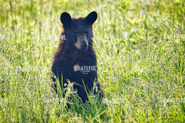 Black Bear Cub In the Sun