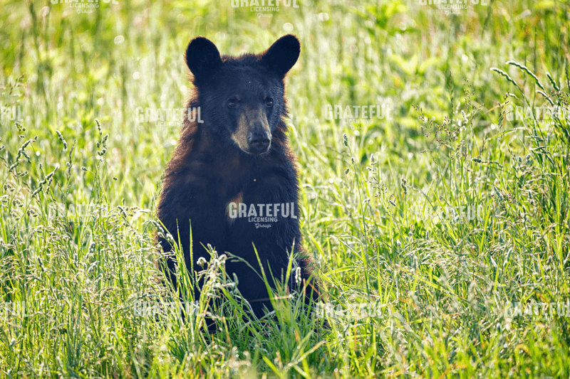 Black Bear Cub In the Sun