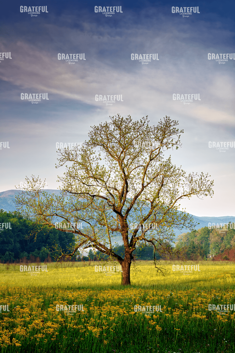Spring Glow in Cades Cove