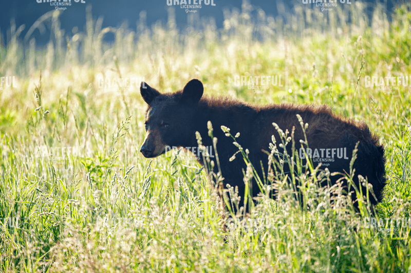 Black Bear Cub