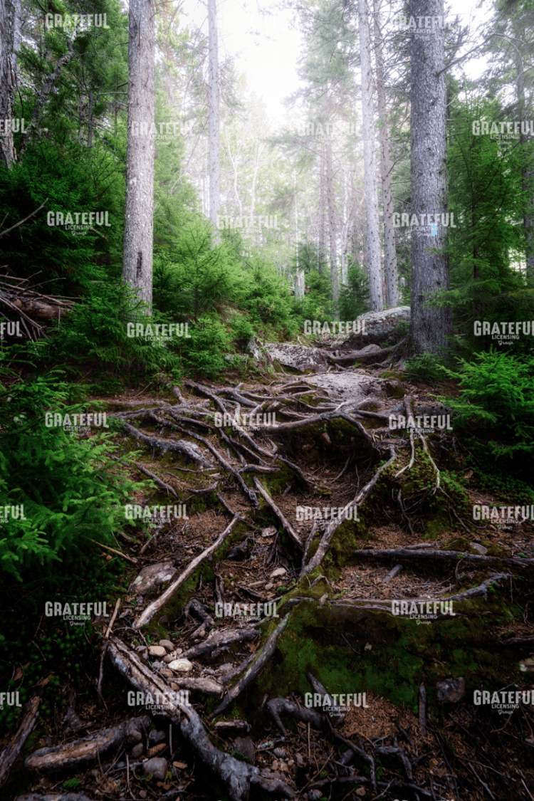 The Forest Gates