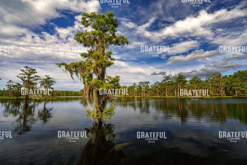 Atchafalaya Afternoon II