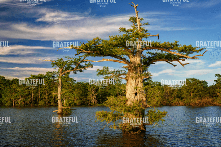 Atchafalaya Afternoon
