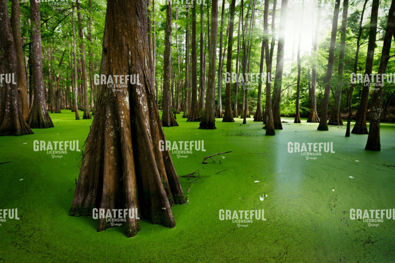 Cypresses on Chicot Lake