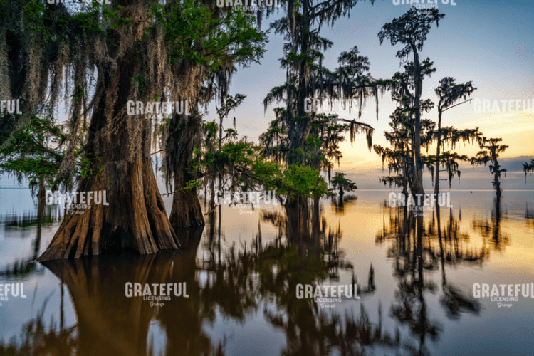 Dawn in the Swamp