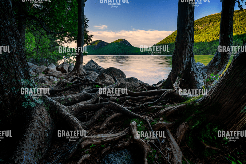 Jordan Pond Through The Trees