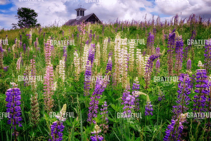 Spring Blooms in Maine
