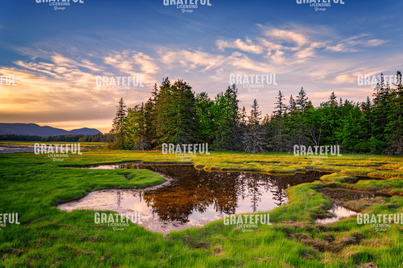 Spring Evening at Bass Harbor Marsh