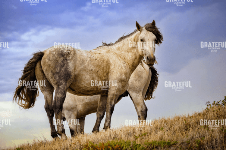 Wild Horses