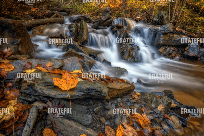 Fallen Leaf in Ricketts Glen