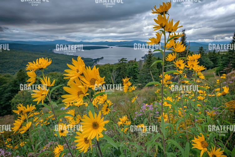 Rick Berk-Sunchokes at Height of Land.tif