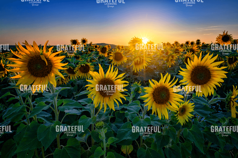 Rick Berk-Aroostook Sunset.tif