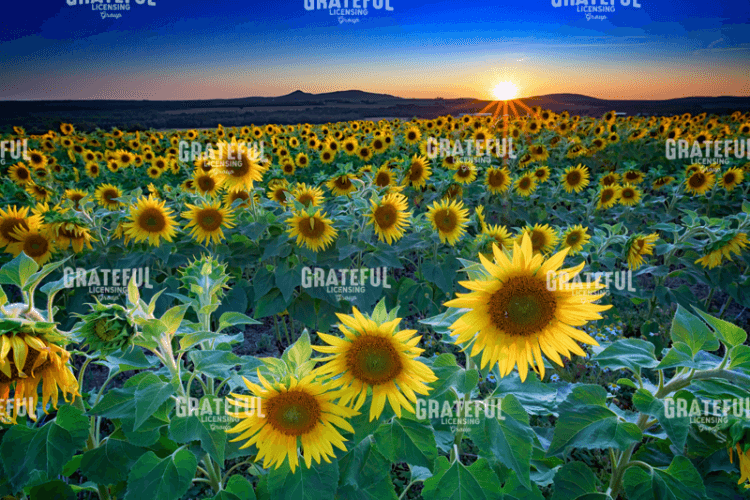 Rick Berk-Sunset in Aroostook County.tif