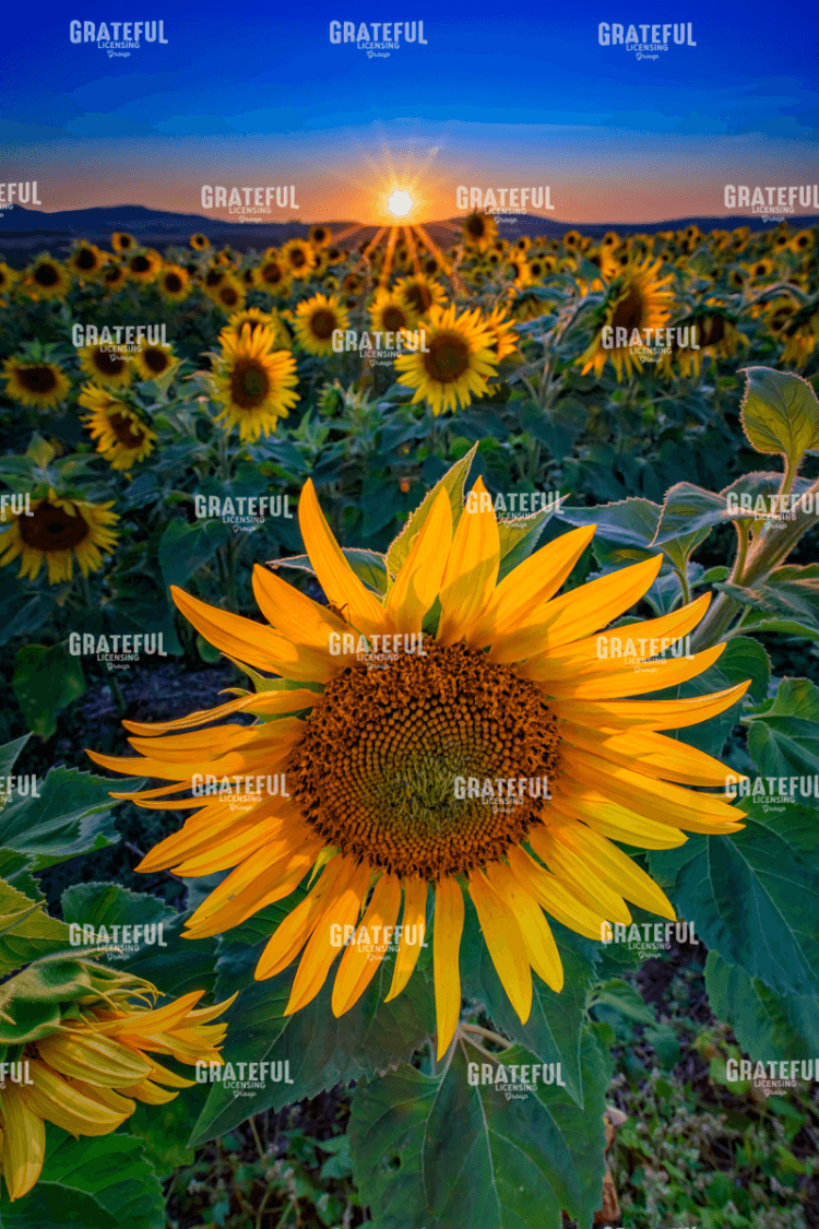 Sunflower Sunset