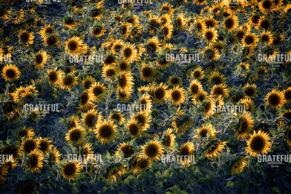 Rick Berk-Aroostook Sunflowers.tif