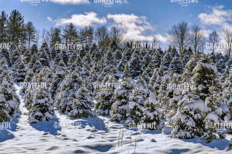 Rick Berk-Snow on the Evergreens.tif
