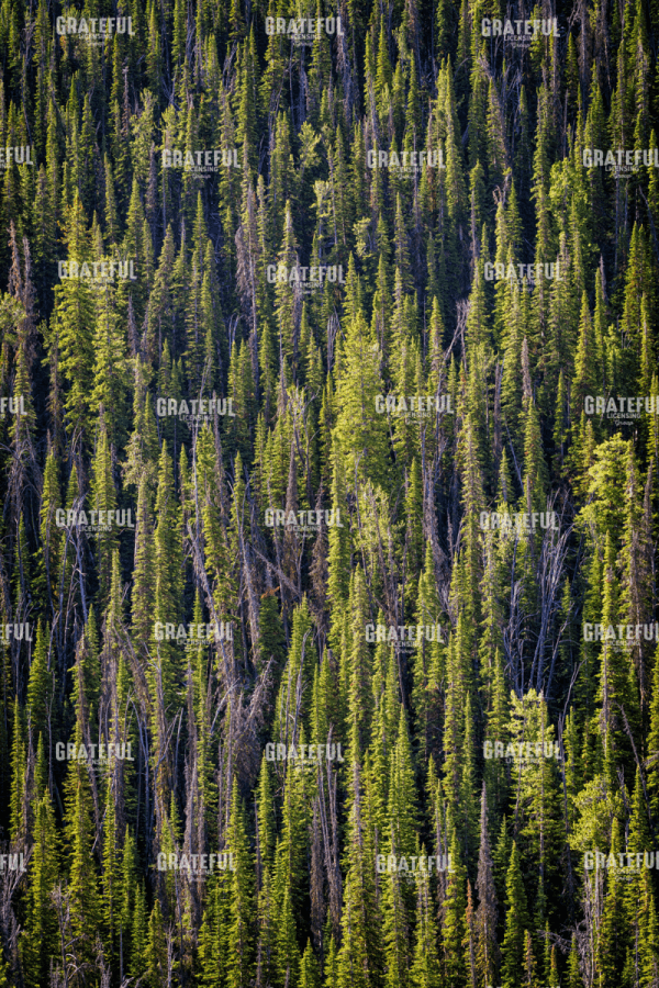 Rick Berk-Sawtooth Foothills III.tif