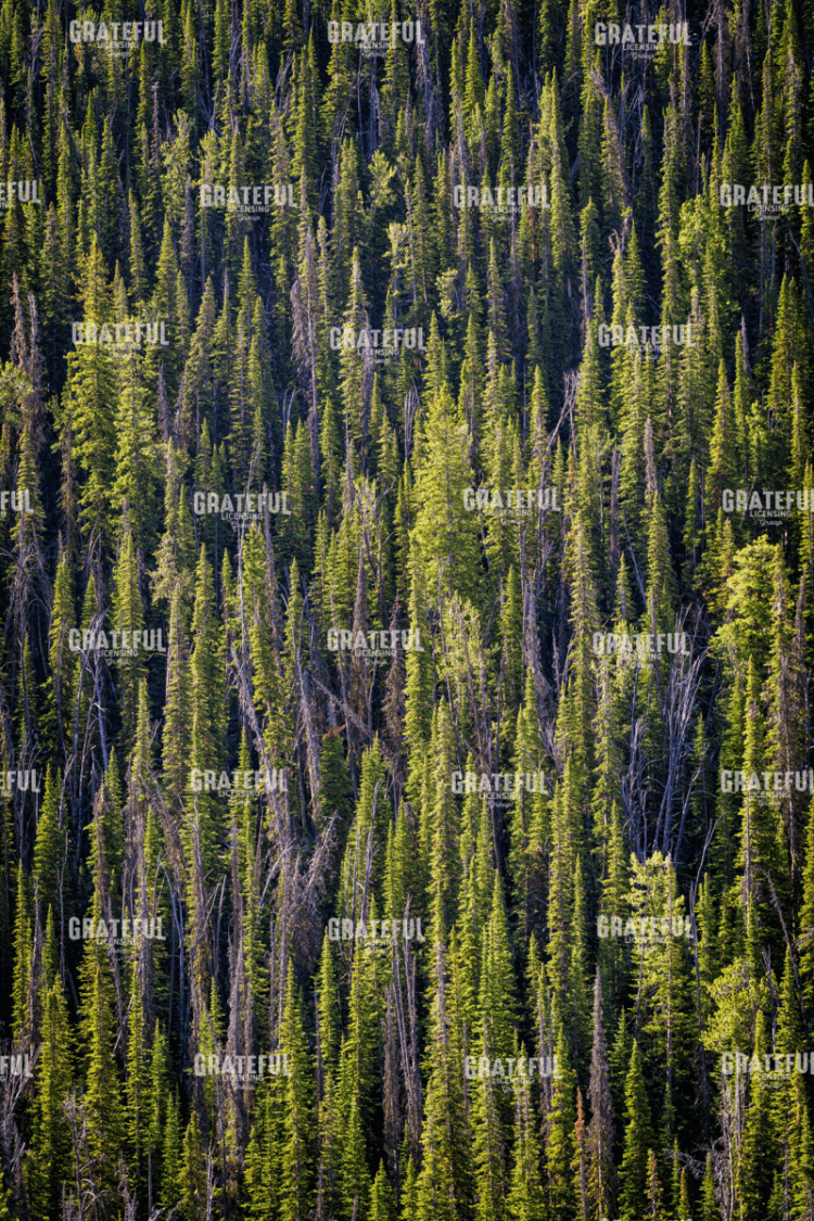 Rick Berk-Sawtooth Foothills III.tif